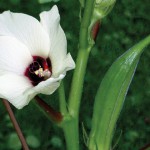 Hibiscus esculentus